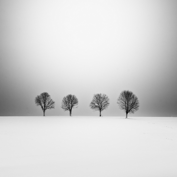 Photograph Uwe Langmann Four Trees on One Eyeland